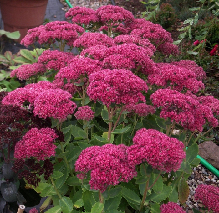 Очиток компактум