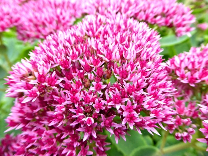 Седум очиток красная роза