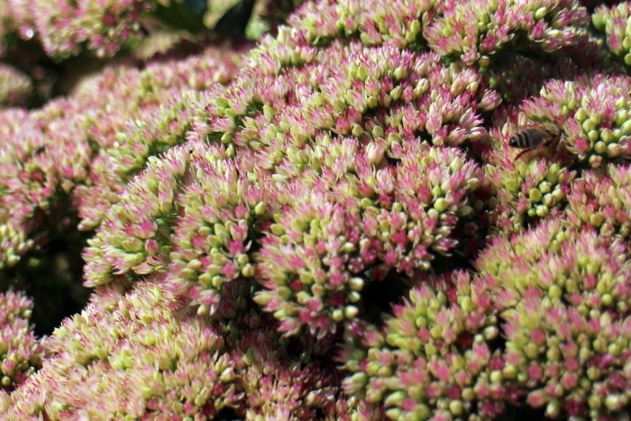 Очиток sedum spectabile