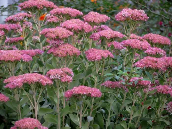 Очиток телефиум (sedum telephium &#96;munstead dark red&#96;)