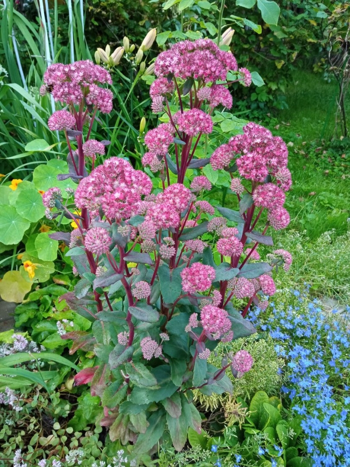 Очиток телефиум (седум) матрона