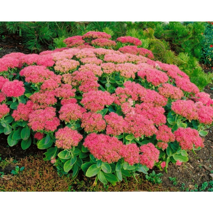 Очиток видный brilliant