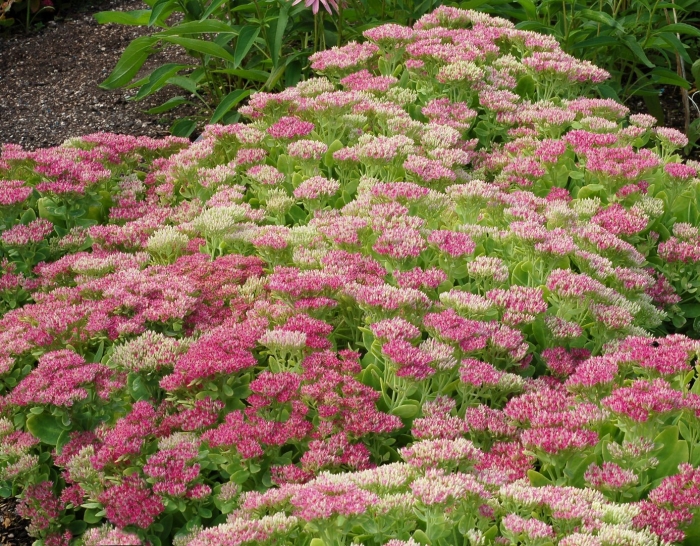 Очиток многостебельный