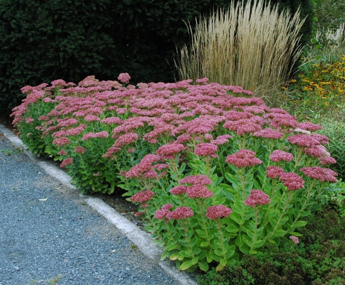 Очиток herbstfreude