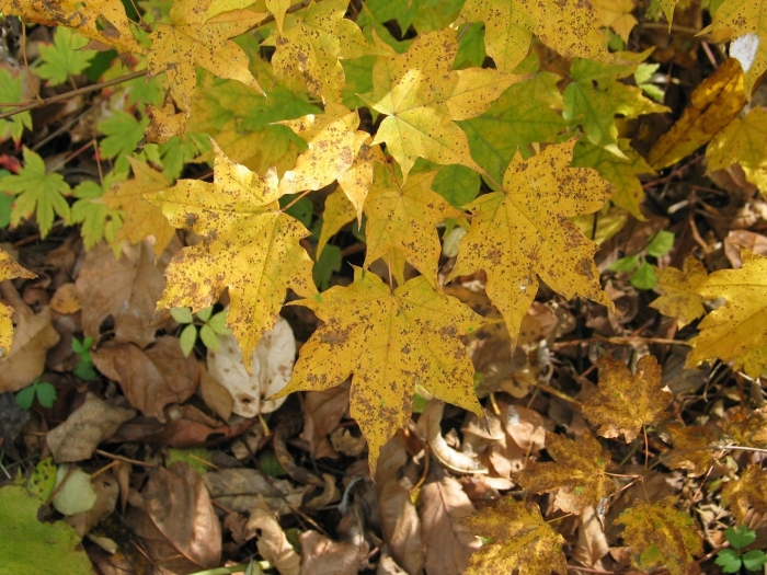 Клен мелколистный