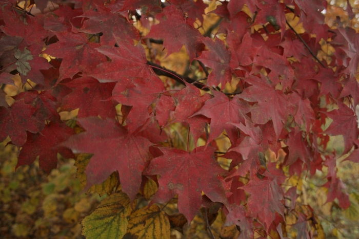 Клен красный acer rubrum