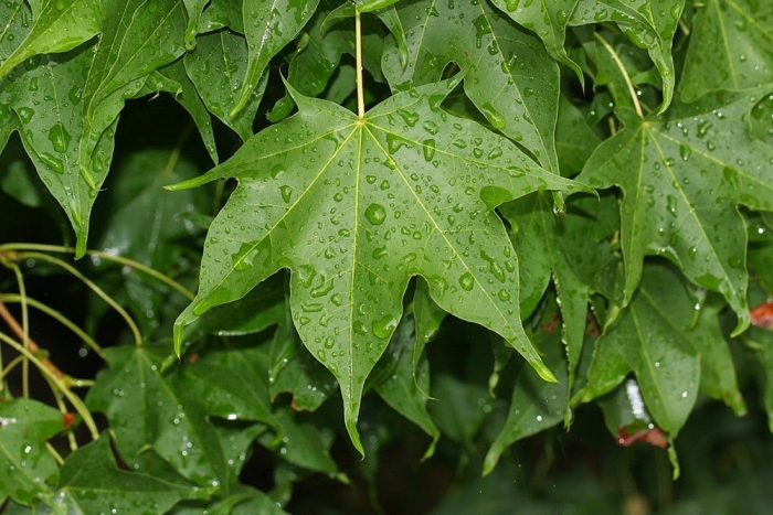 Разновидности клена