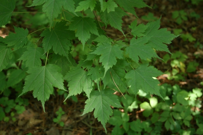 Клен бородатый acer barbinerve
