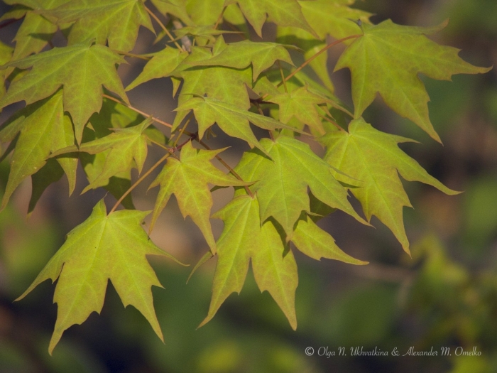 Клен канадский остролистный