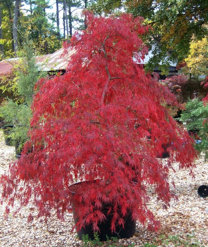 Acer palmatum tamukeyama