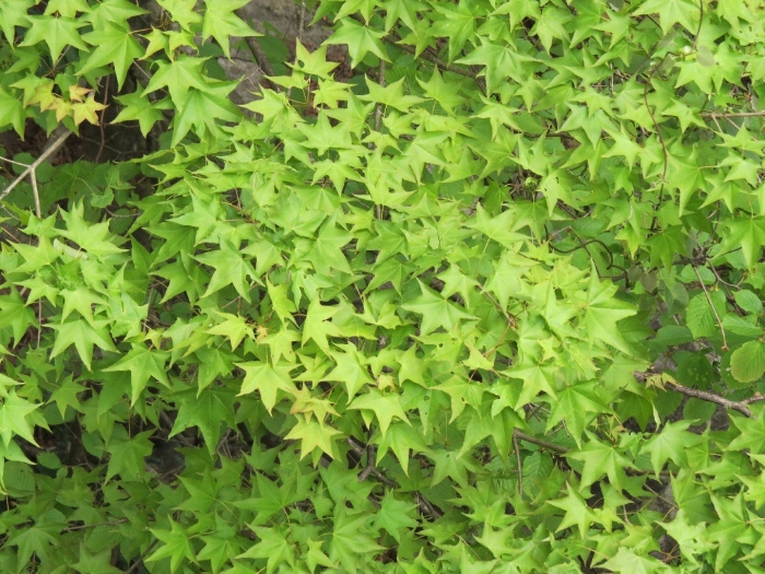 Лиана девичий виноград триостренный