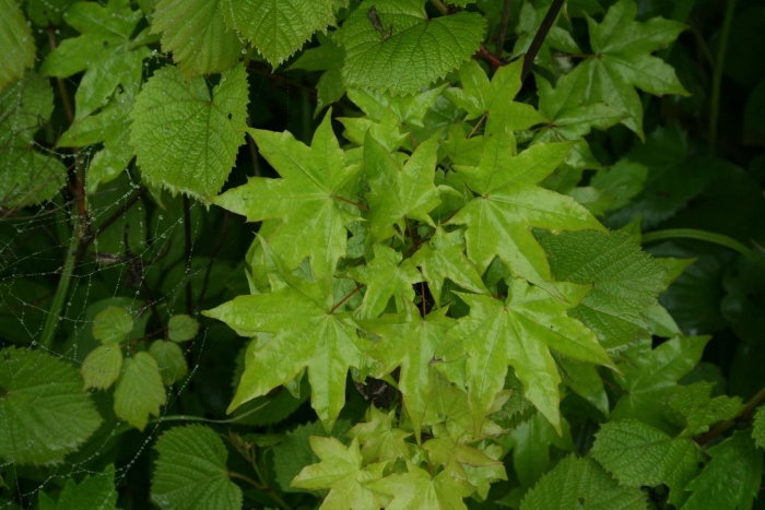 Ликвидамбар смолоносный