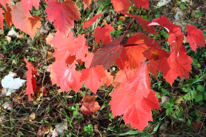 Клен красный acer rubrum