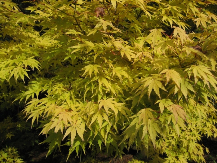 Acer palmatum orange dream