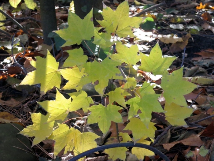 Клен сахарный остролистный