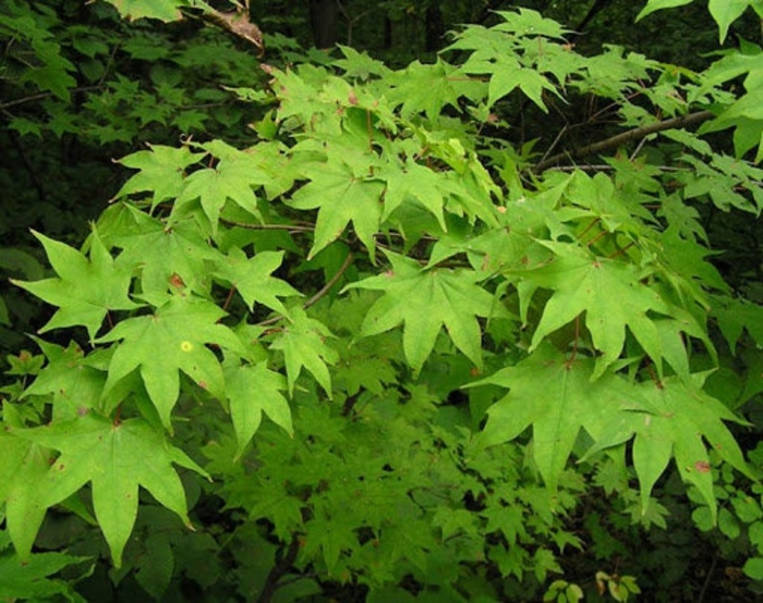 Liquidambar orientalis