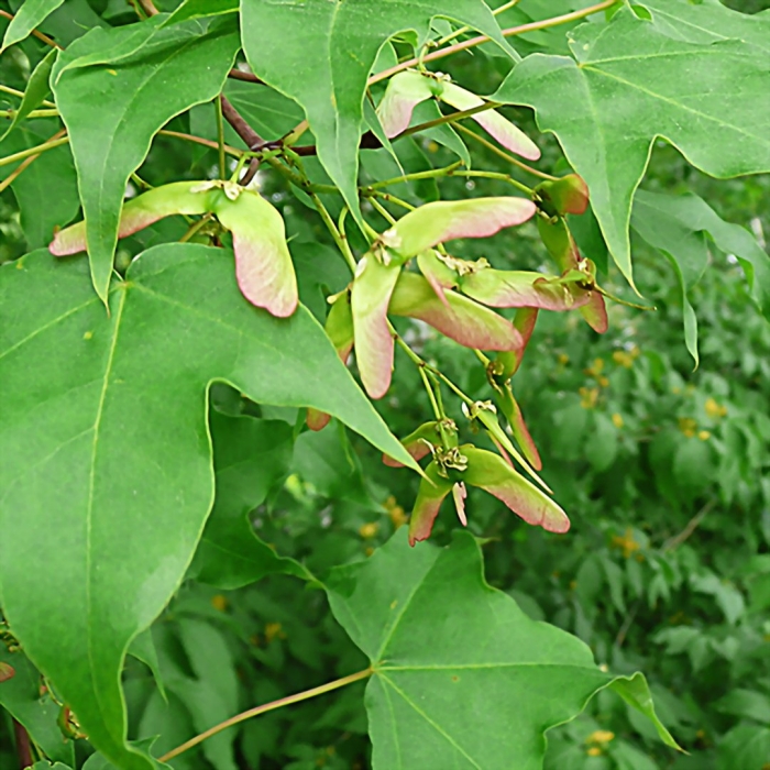 Клен полевой acer campestre