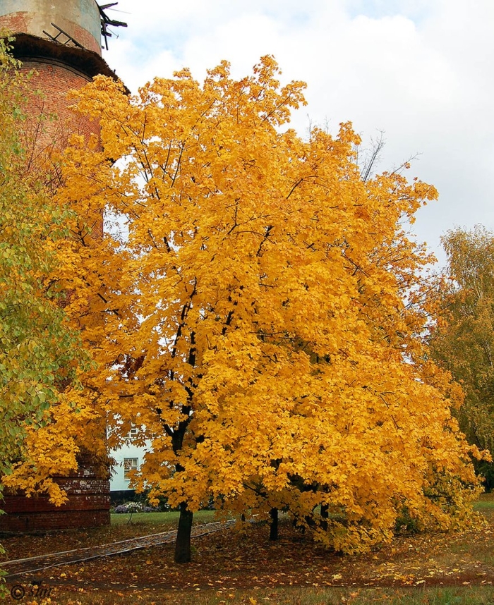 Клен желтый дерево