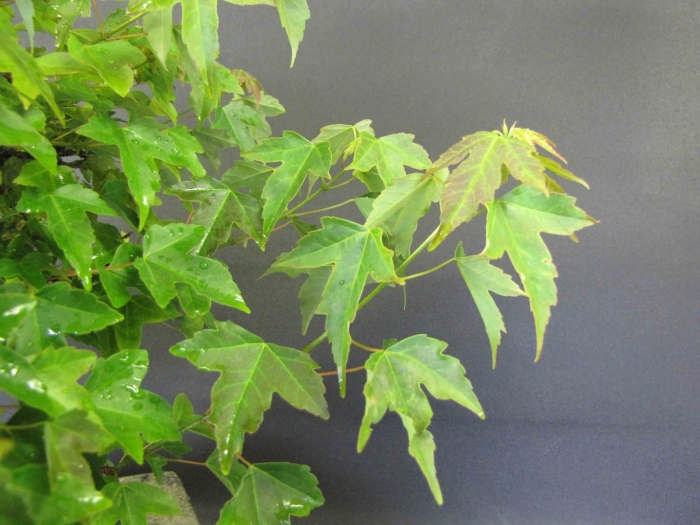 Клен buergerianum