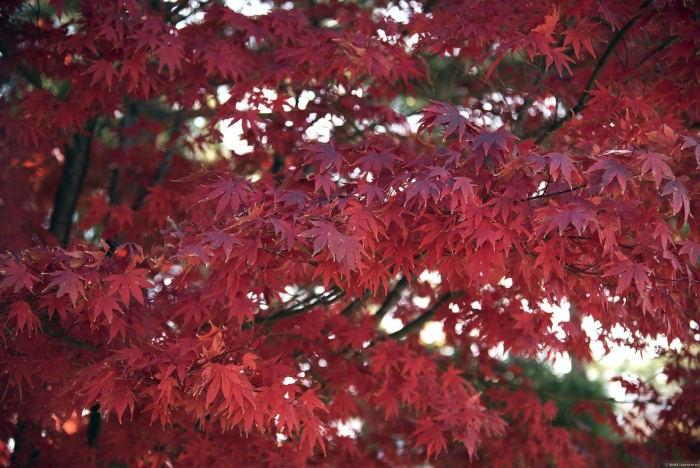 Клен ложнозибольдов