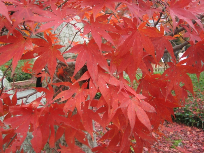 Японский клен acer palmatum
