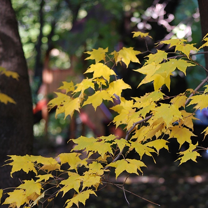 Желтый клен