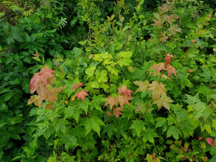Клен ложноплатановый (acer pseudoplatanus)