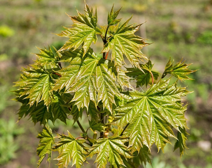 Клён остролистный ácer platanoídes nowusch
