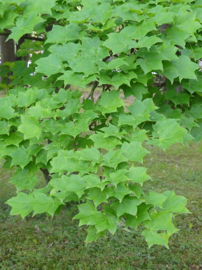 Клен остролистный acer platanoides