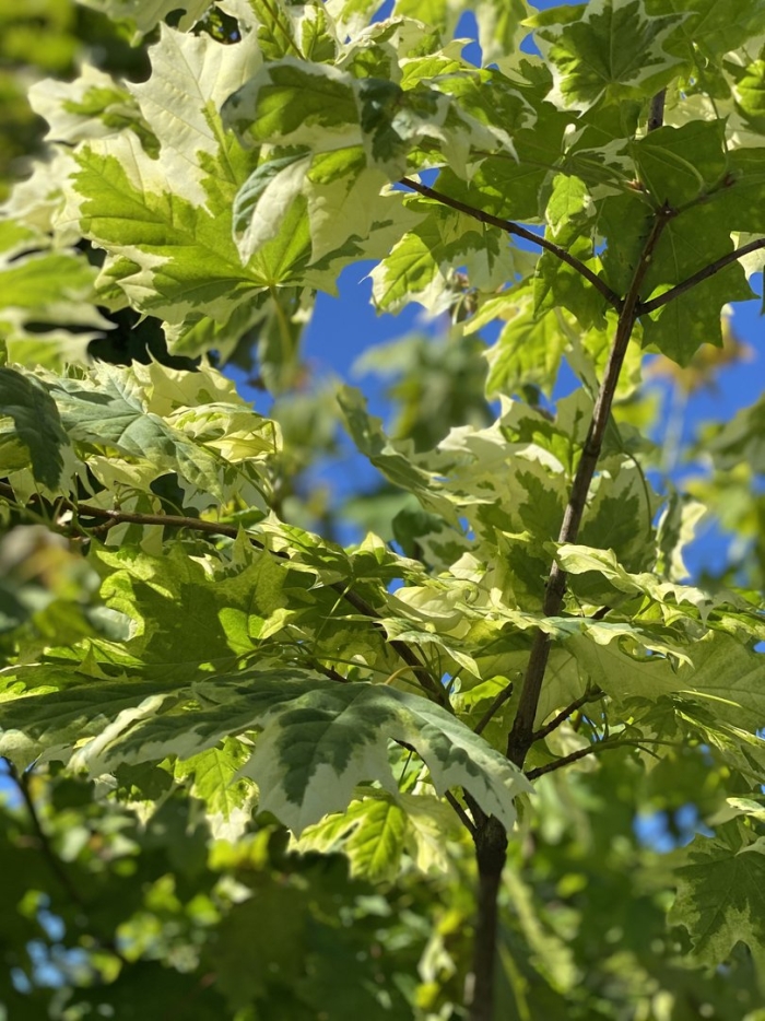 Клен остролистный друммонди