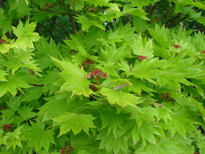 Клён ширасавы ауреум