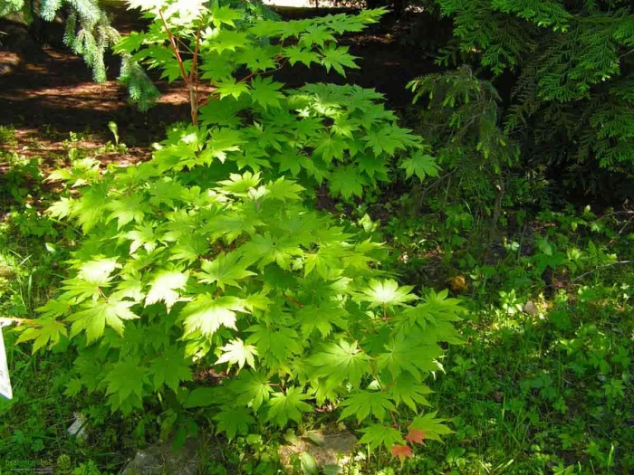 Acer shirasawanum jordan