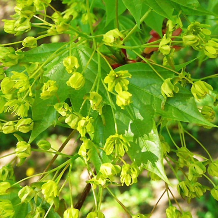 Клен остролистный цветки