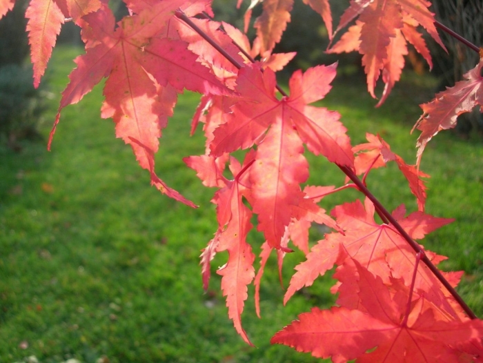 Дланевидный клен