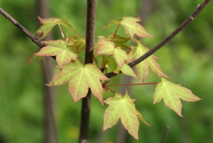 Acer palmatum