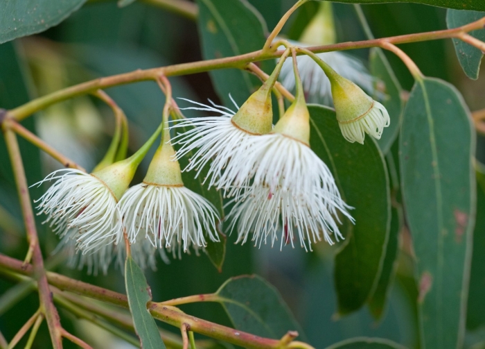 Эвкалипт лимонный eucalyptus citriodora