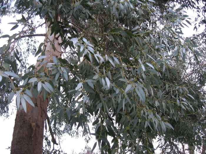 Эвкалипт дерево сочи
