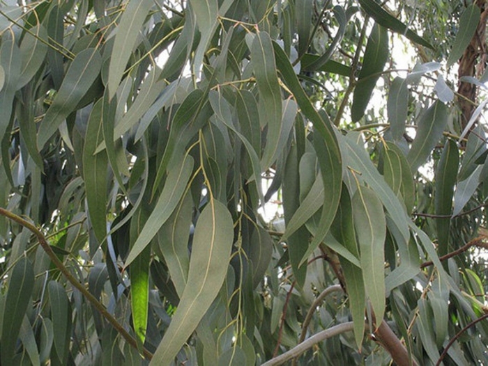 Эвкалипт миндалелистный