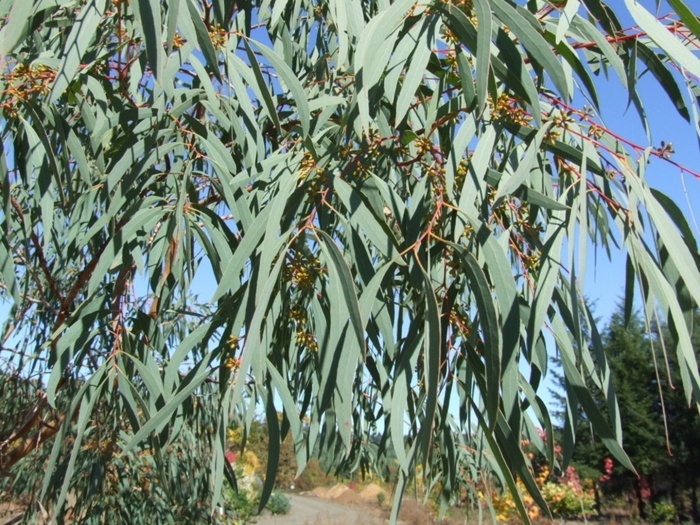 Eucalyptus camaldulensis