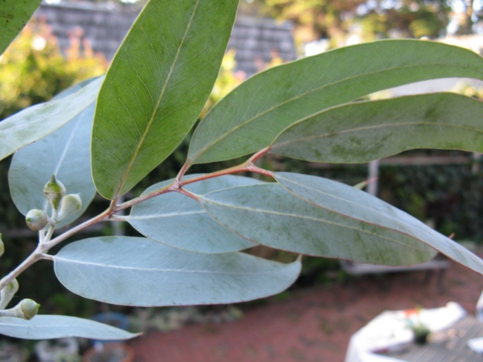 Eucalyptus citriodora