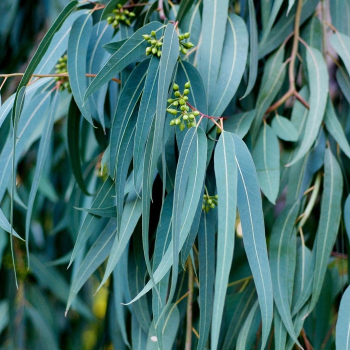 Eucalyptus ficifolia