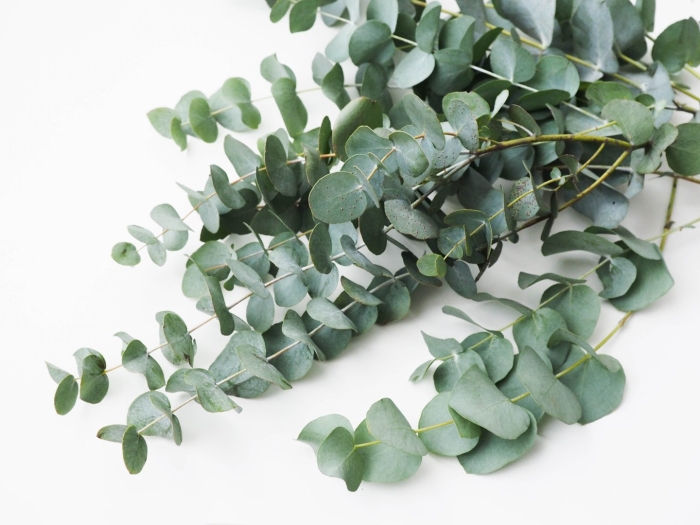 Листья эвкалипт цинерия