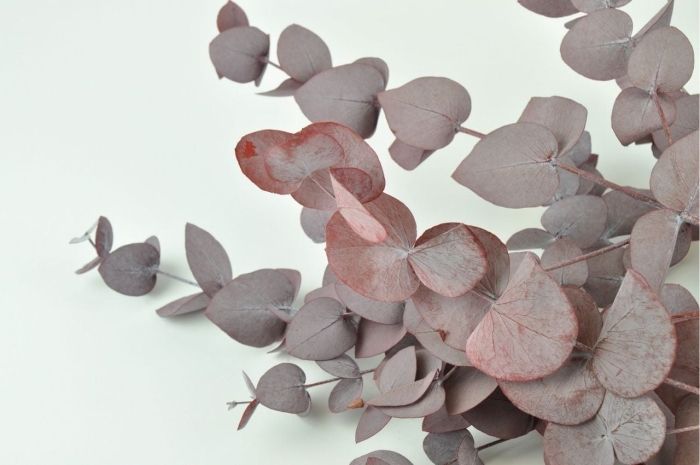 Эвкалипт цинерия cinerea