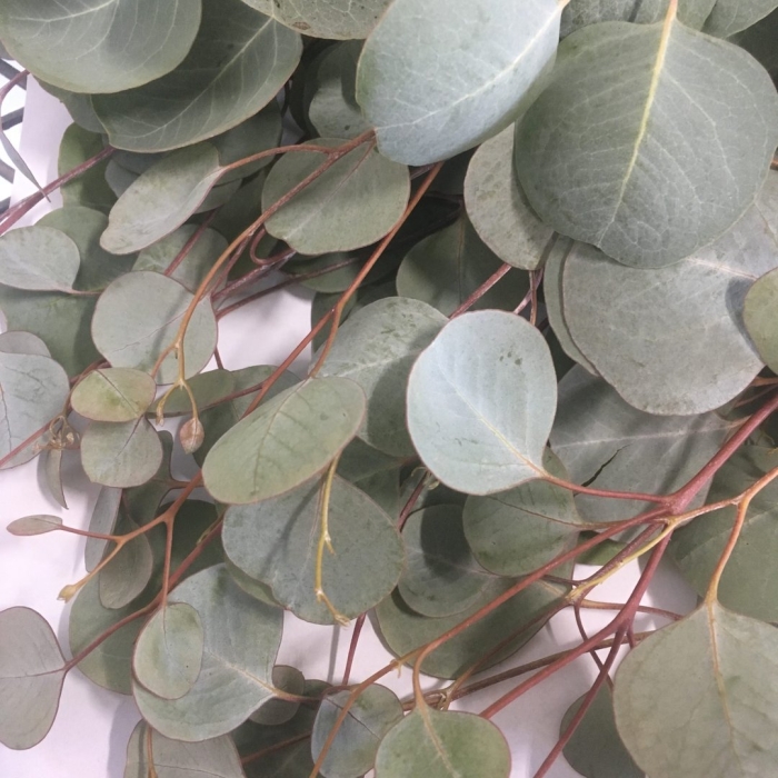 Эвкалипт сильвер