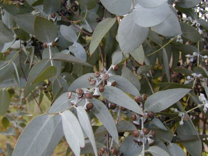 Эвкалипт бриджесиана