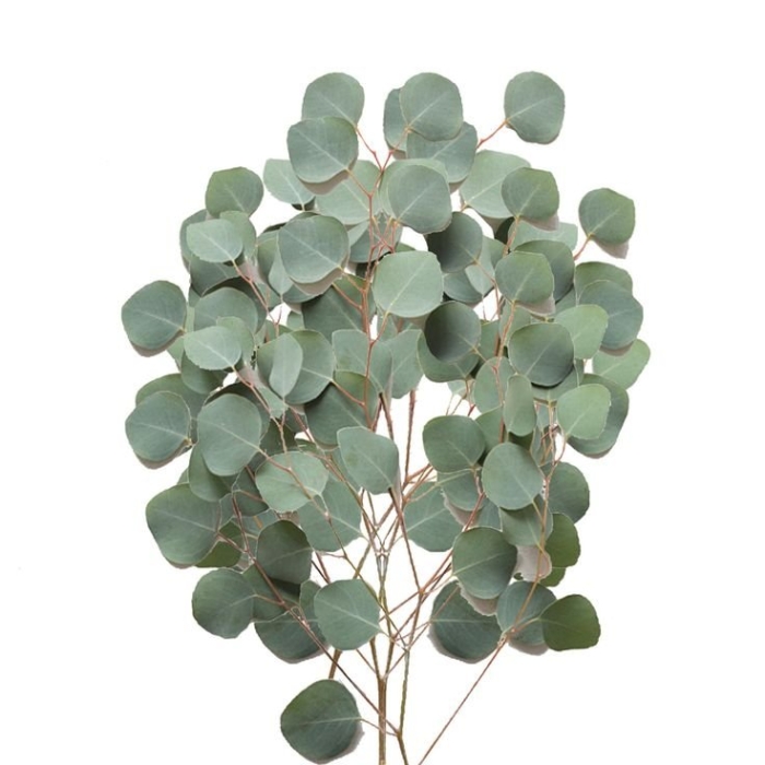 Эвкалипт популус срезка