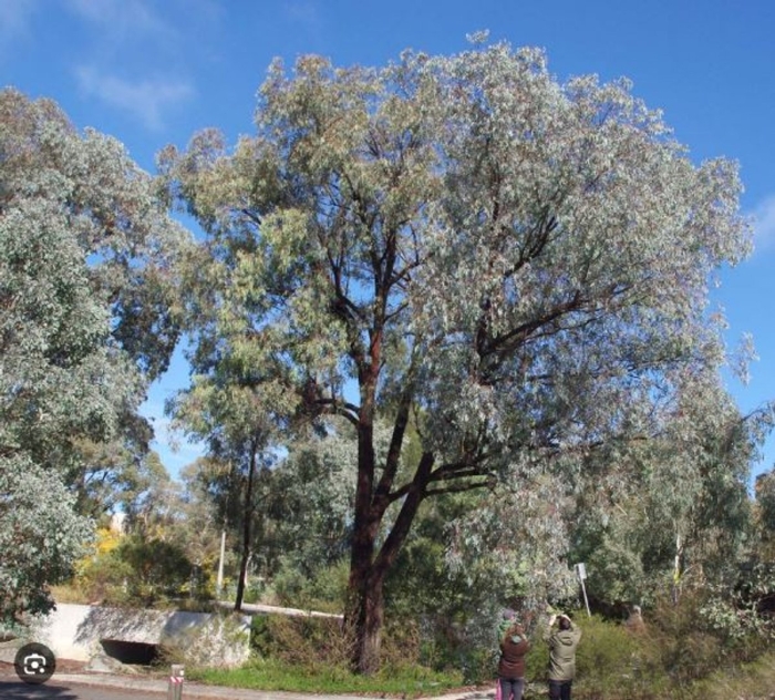 Eucalyptus sideroxylon