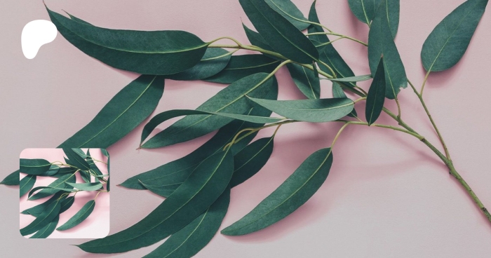 Eucalyptus viminalis