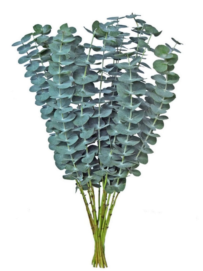 Эвкалипт цинерия бэби блу