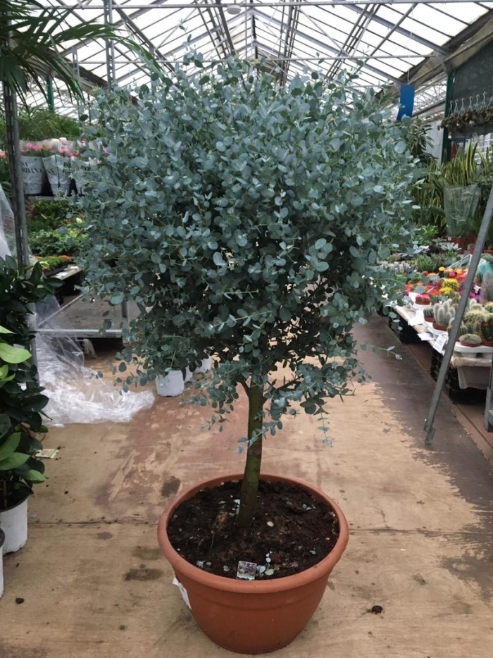 Эвкалипт гунни комнатный